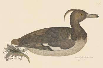 Rudbeck CFA 235 Tufted Duck F